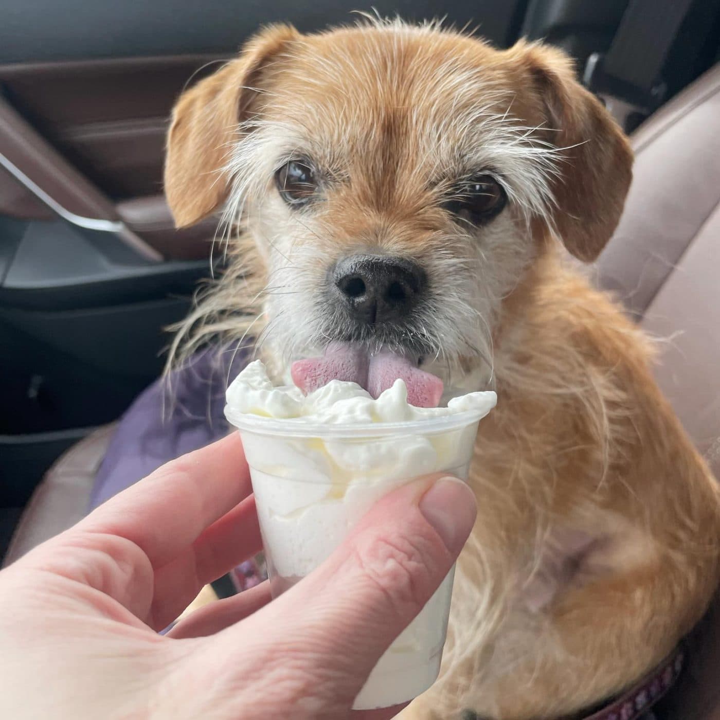kissimmee-pup-cup-1_06DA95CA-BEF4-1469-C4D02877A7EC0268-06da94beeab9f93_06daa502-ab70-9982-4ebbcd2091e8c1fe.jpg